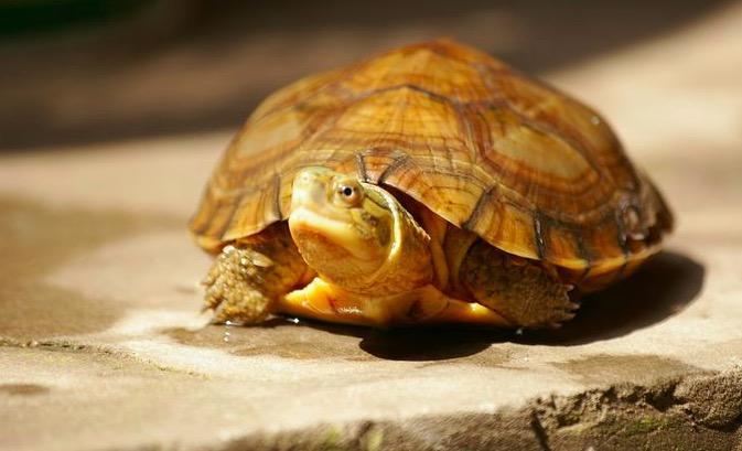 人工条件下：龟的冬眠过程和注意事项