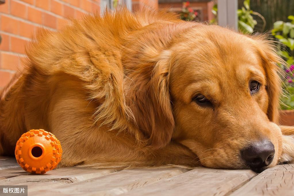 养金毛犬不遛狗的后果是什么？狗狗一天内遛多少次才正确？