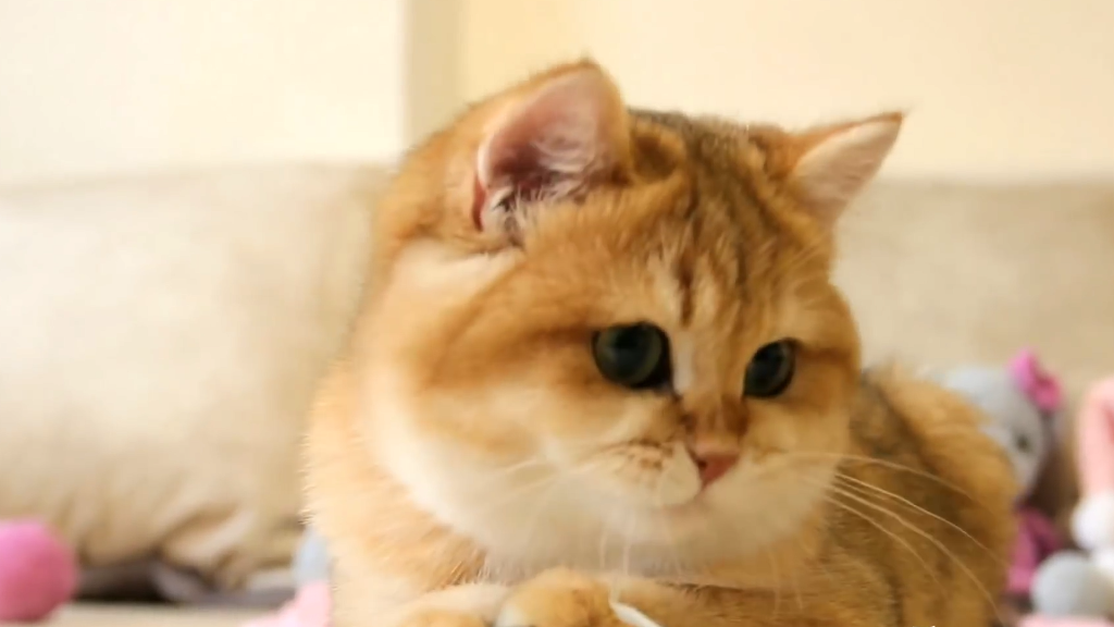一只猫身价70万元，可谓是猫中“藏獒”，它凭啥这样贵？