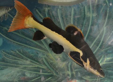 红尾鲶鱼的饲养知识：如何正确的饲养红尾鲶鱼？