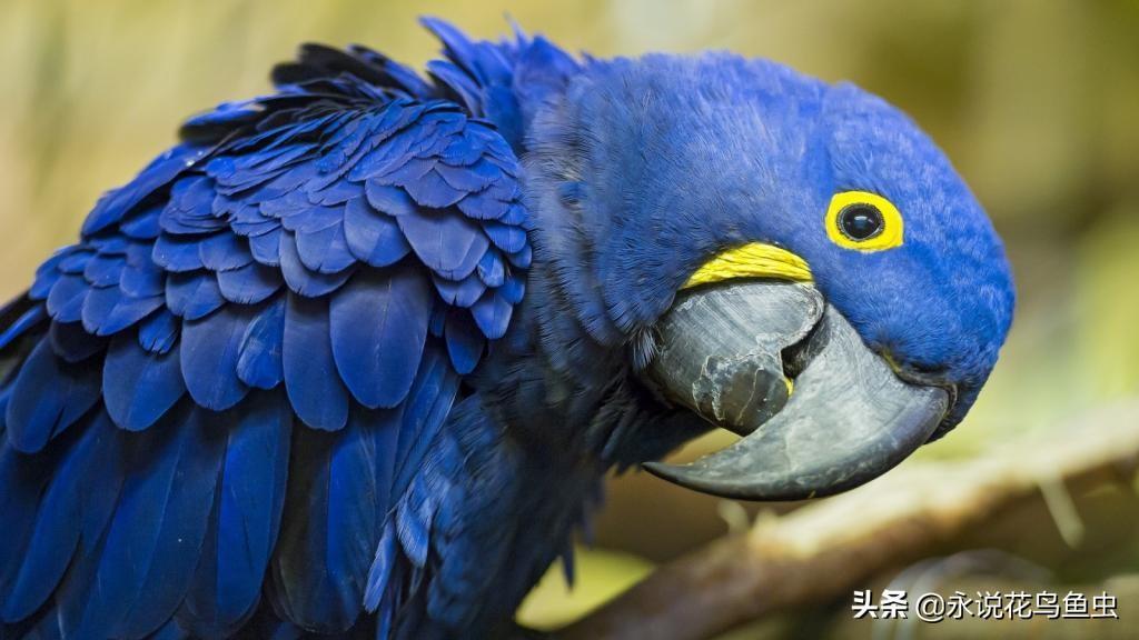 世界上最大的鹦鹉，紫蓝金刚鹦鹉体长超过1米