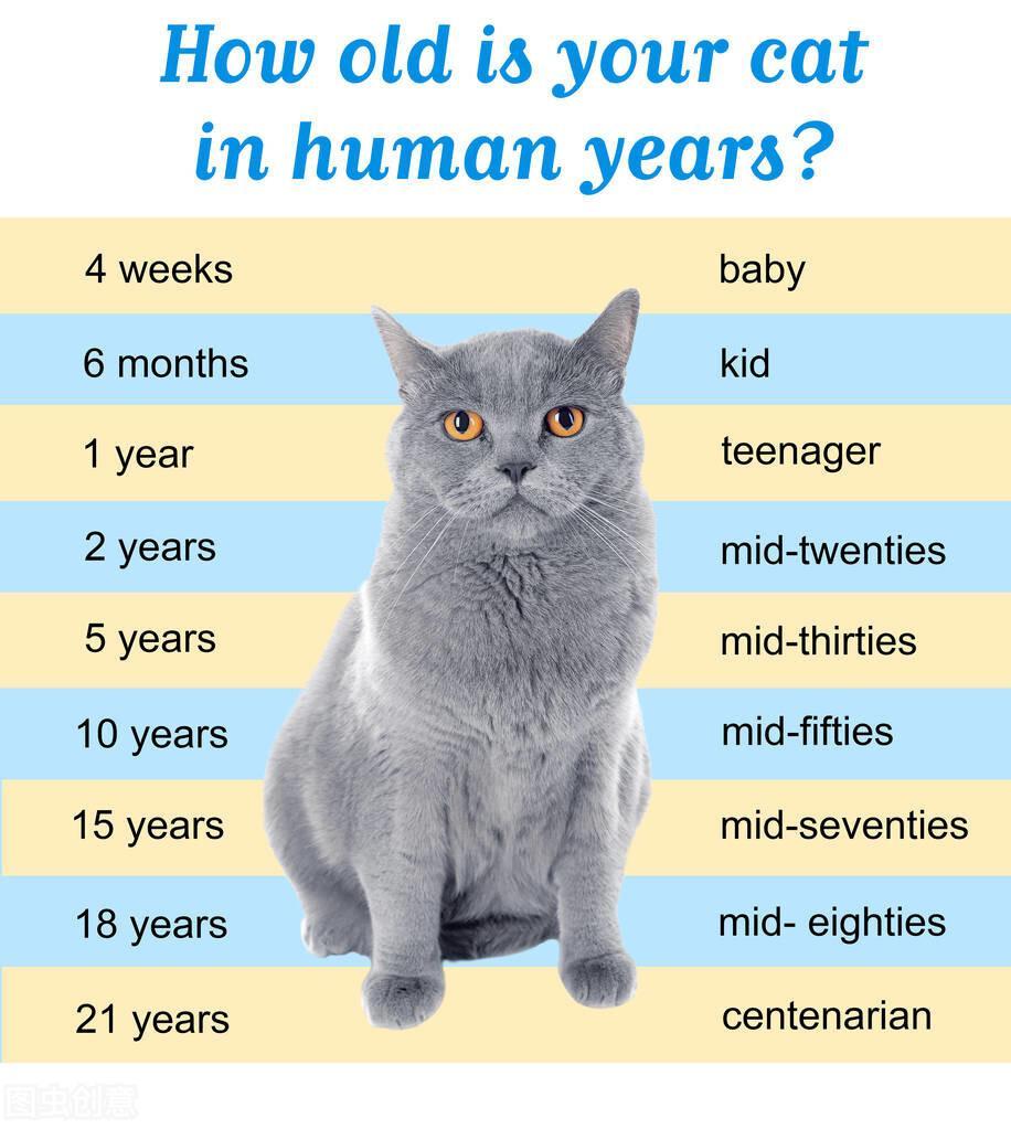 猫寿命的长短与哪些因素有关？提升猫寿命的几点建议