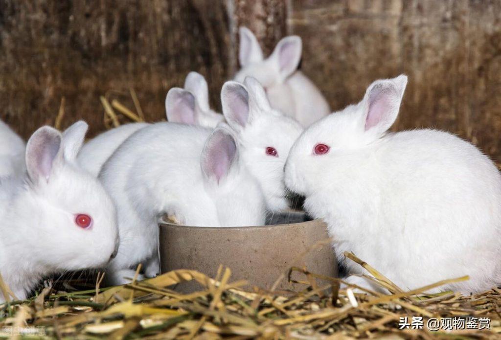 兔子吃什么食物？在饮食上有哪些注意事项？