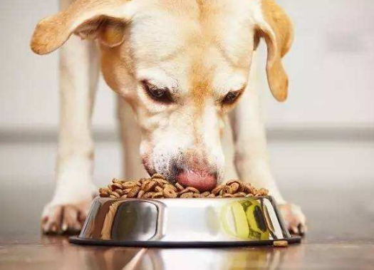 狗狗吃洋葱和大蒜会有什么后果？狗狗误食洋葱和大蒜该怎么办？
