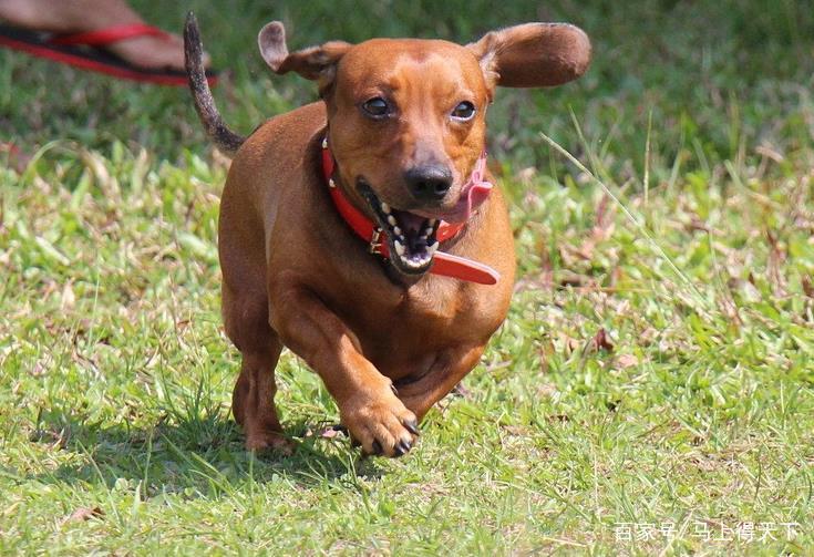 狩猎犬之腊肠犬怎么养？照顾达克斯猎犬狗并不容易，喂养腊肠犬的五个要点