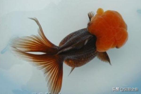 中国金鱼大盘点——这种品种的金鱼竟价值60万？