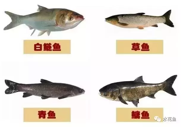 鱼类的幼鱼食性与成年鱼类食性的差异是什么样的？