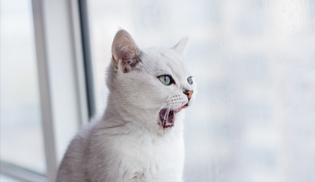 为啥英短被很多人嫌弃？英短猫咪都有哪些遗传病？