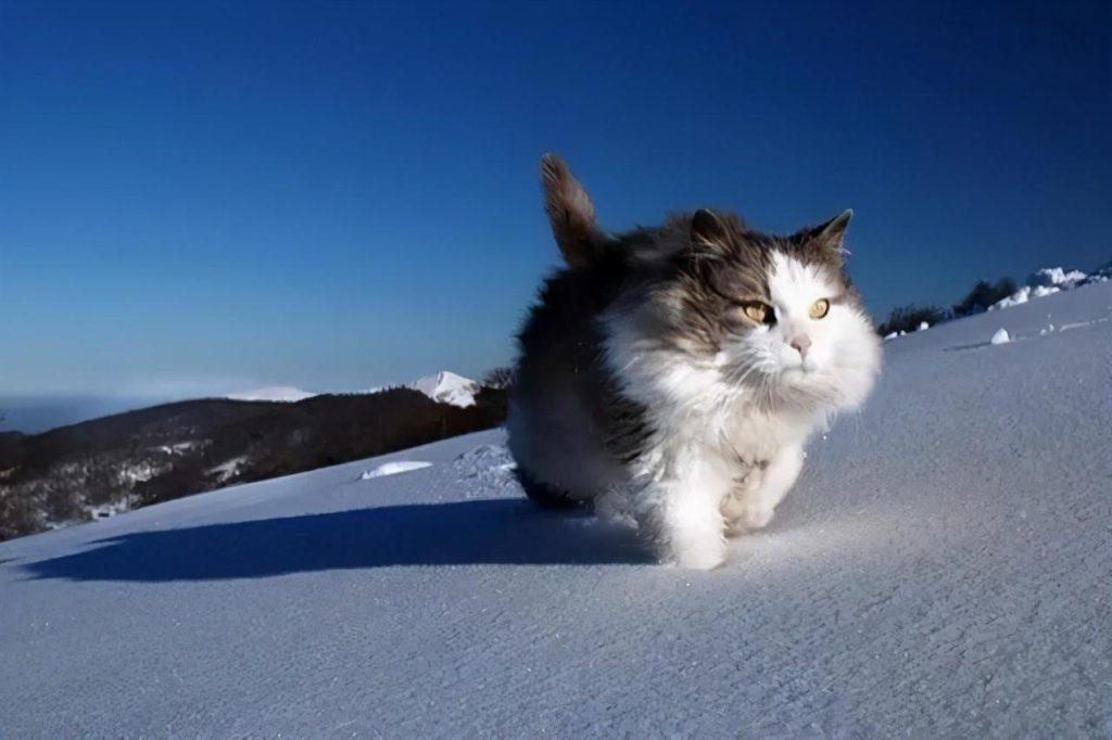 冬天太冷，为猫咪做些什么？教你三招，带着猫咪舒服过冬