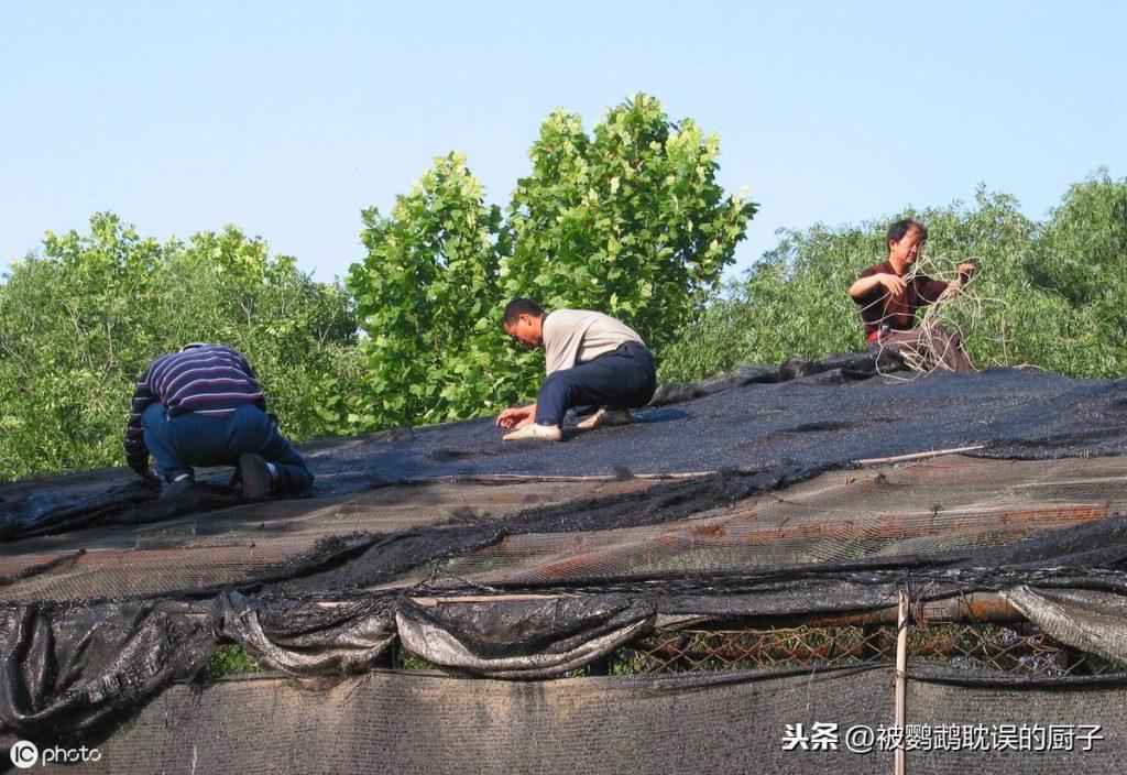 养鹦鹉须知：夏季鹦鹉日常饲养管理