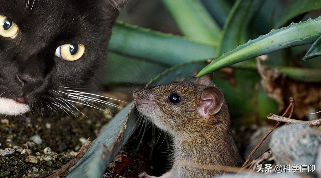 猫为什么抓老鼠，是为了取乐吗？猫为什么爱吃老鼠，吃了不会生病吗？