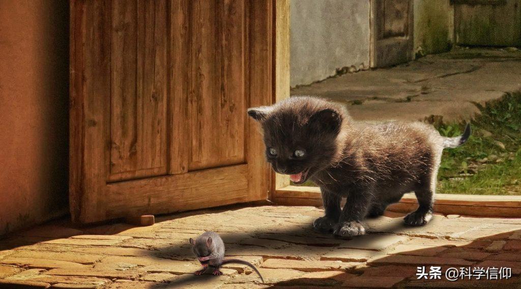 猫为什么抓老鼠，是为了取乐吗？猫为什么爱吃老鼠，吃了不会生病吗？