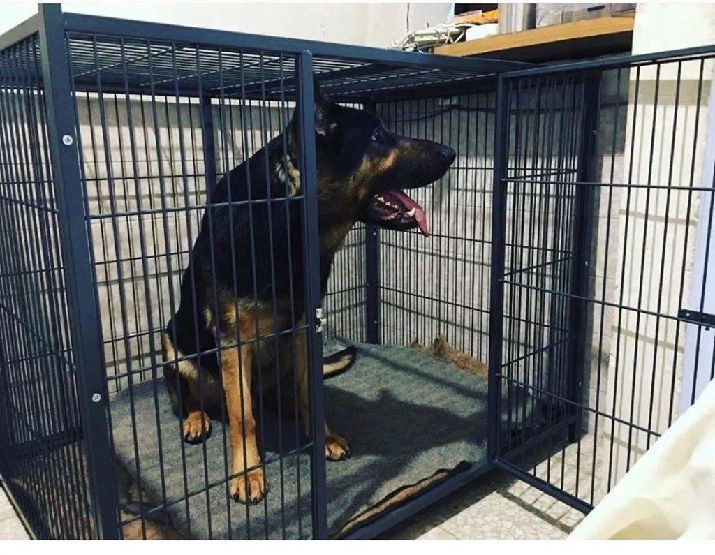 如何挑选一个合适的狗笼？ 如何让狗狗愿意进入狗笼？