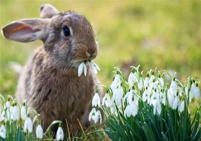 兔子怕热耐寒，兔子的养殖方式是怎么样的呢？