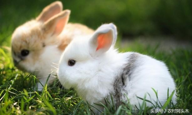 兔子拉肚子拉稀该怎么处理？常见的拉肚子形式以及治疗方法