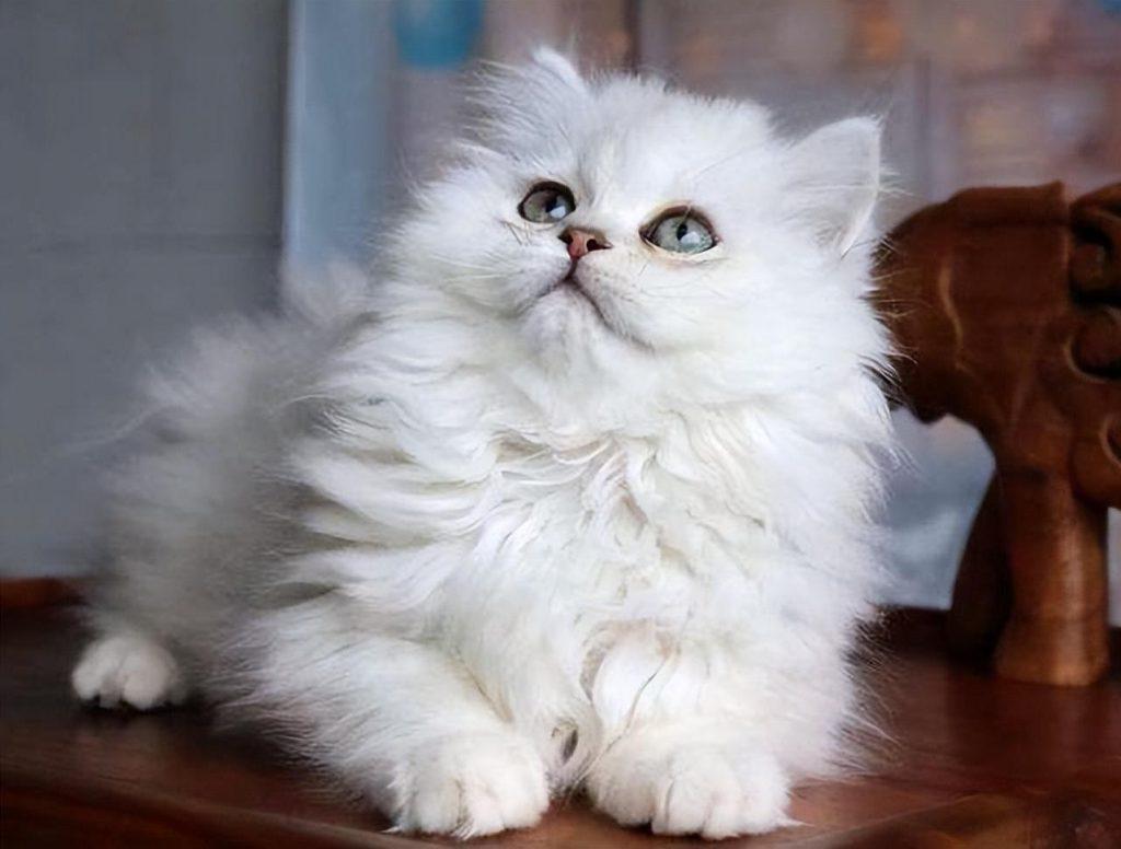 金吉拉是一种神奇的猫，会让养的人爱不释手