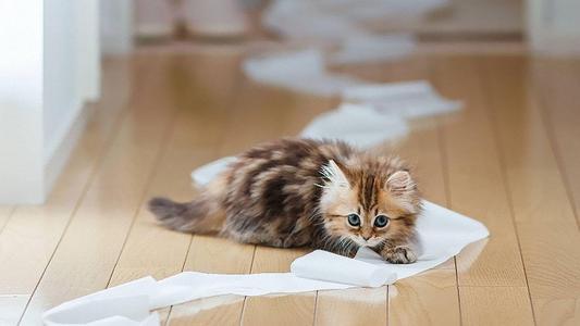 猫咪的便便到底是硬的还是软的，怎样才算健康呢？