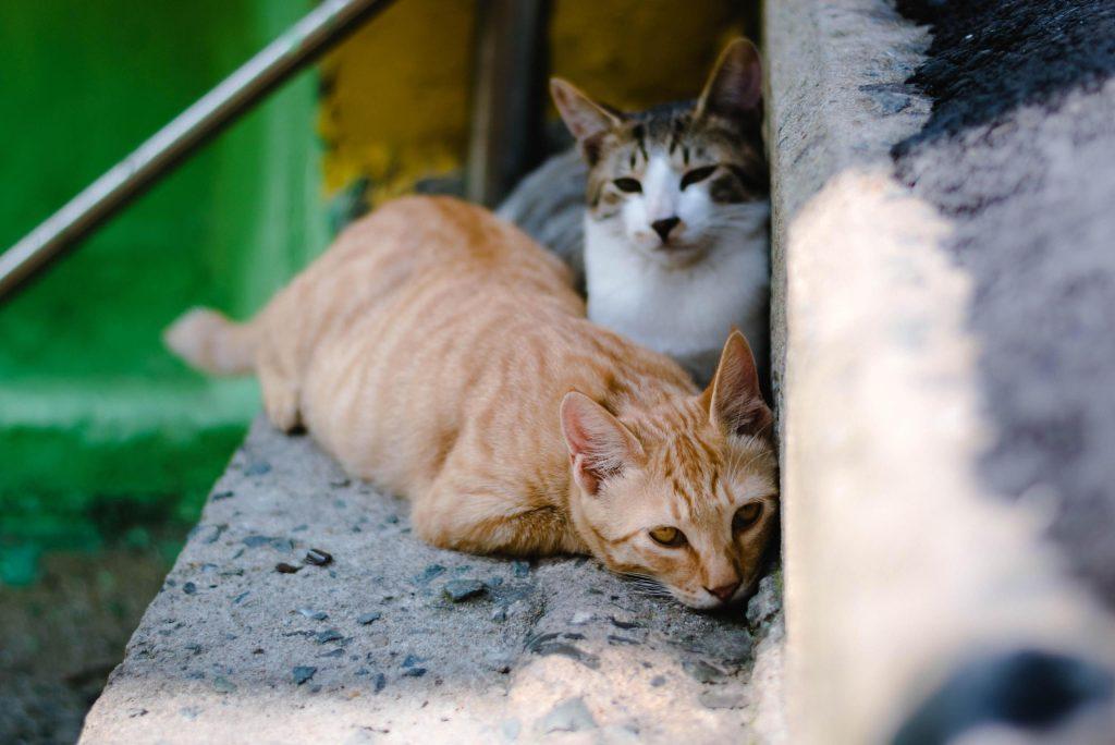 什么是猫免疫缺陷病毒感染？猫咪免疫力低下经常生病需要注意