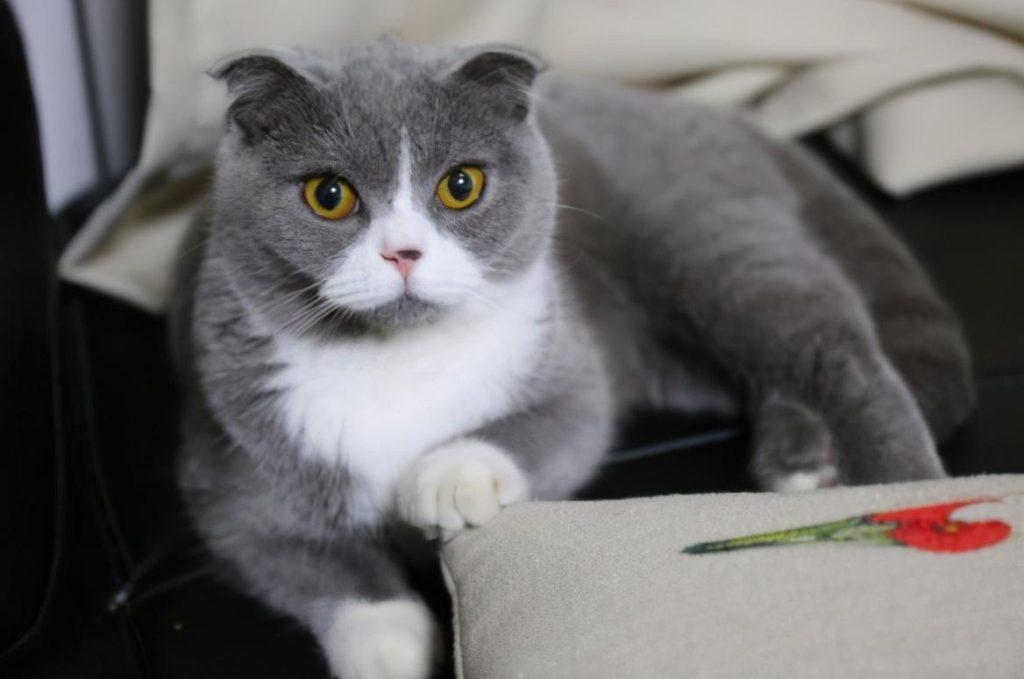 英短猫的正常体重是多少？太瘦会怎么样?