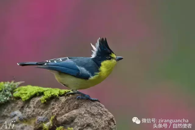 中国特有的山雀有多少种？山雀的品种和图片介绍