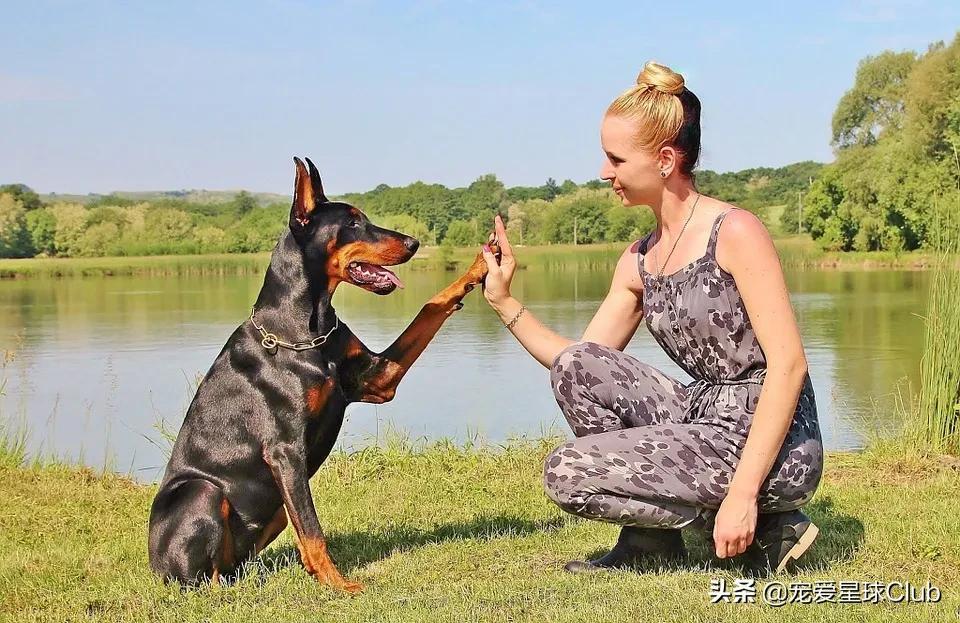 百科 |：杜宾犬，外刚内柔的霸道总裁