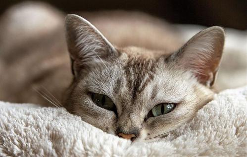 猫咪的便便到底是硬的还是软的，怎样才算健康呢？