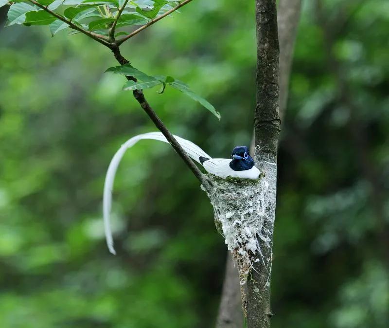 东方寿带鸟的介绍，森林中的长尾小凤凰