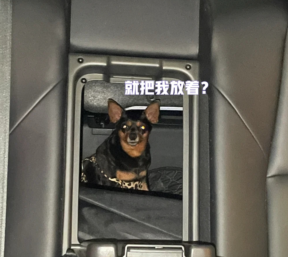 纠结到底养哪种狗狗比较好？小鹿犬的优点是什么？