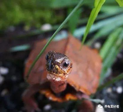 半水龟喜欢吃什么？半水龟怎么饲养？