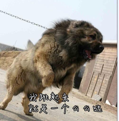 盘点世界10大顶级恶犬，加纳利犬在凶猛犬种排行榜上名列第3