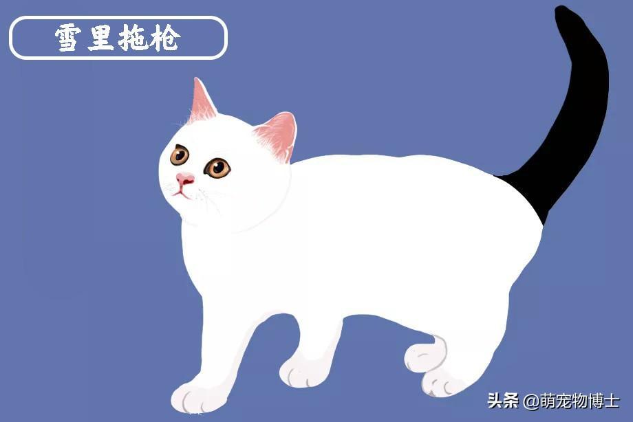 中华名猫大全——雪里拖枪——古代名猫花名册