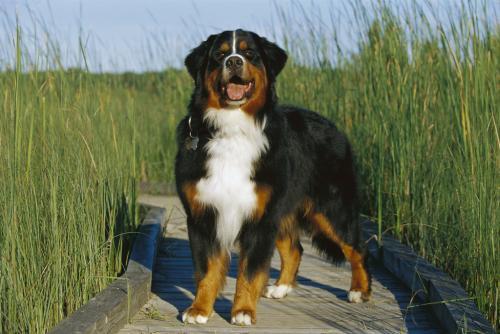 盘点最昂贵的10种犬类，寿命却很短，中华田园犬寿命最高