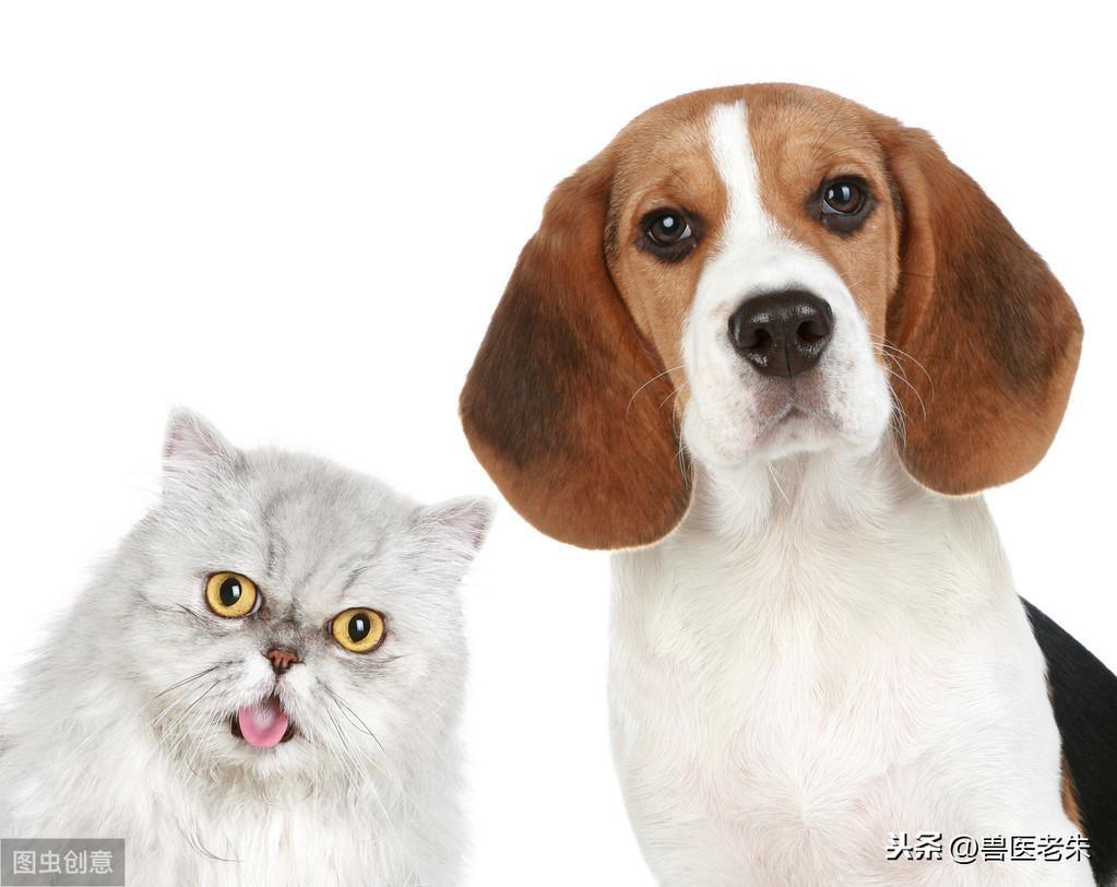 什么是犬猫的外耳炎？如何诊断治疗？详细了解犬猫的外耳炎及治疗