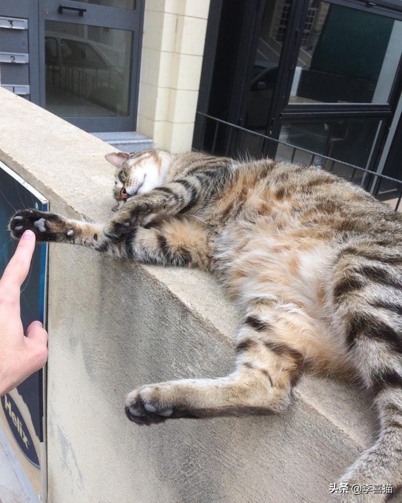 猫咪的饮食习惯要注意，要找到最适合的喂养方法