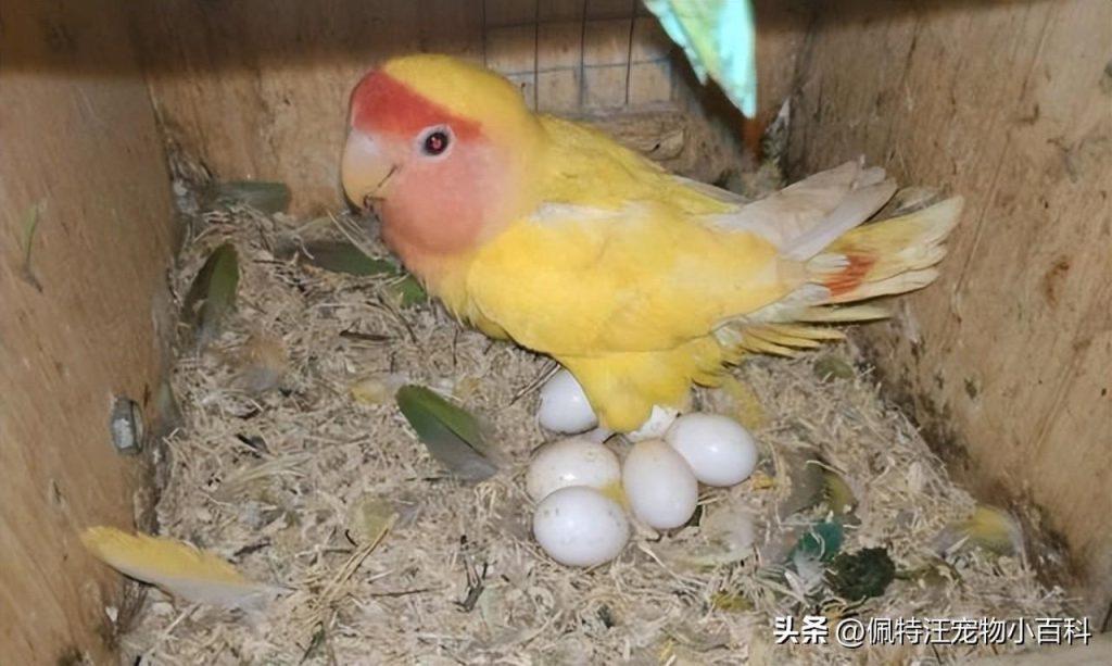 鹦鹉一般下几个蛋？鹦鹉孵化期可以吃什么？