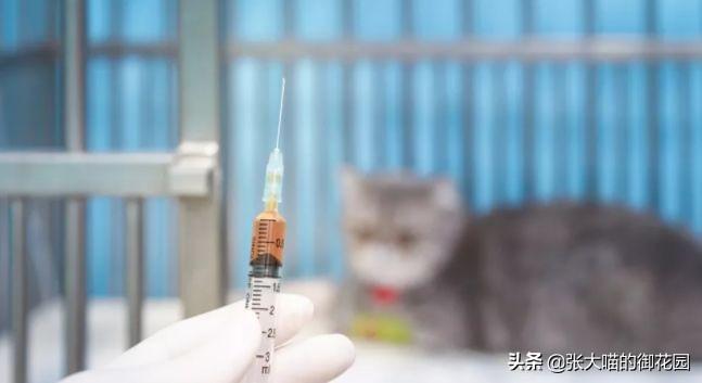 别再给猫咪狗狗注射这些假疫苗了！这些都是宠物主人交的智商税