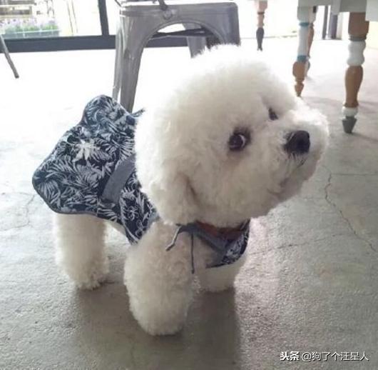 比熊犬养着养着不吃狗粮了？这些行为都是因为你对它太过宠爱啦