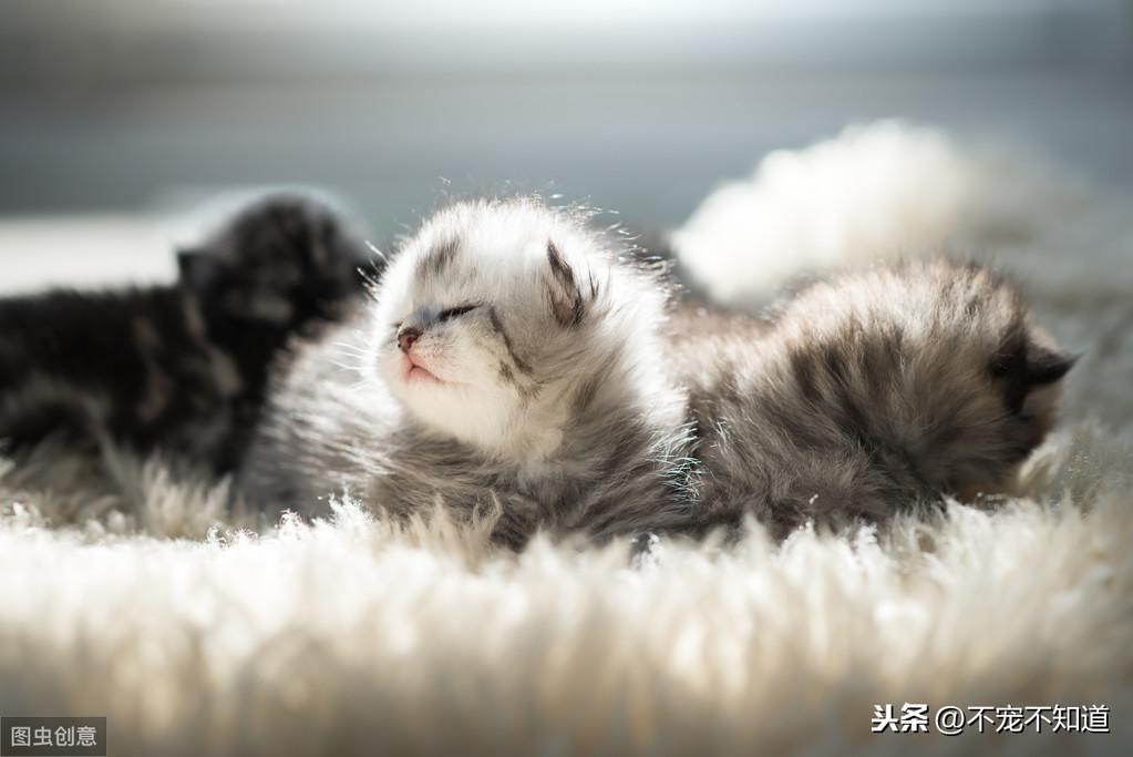 新晋铲屎官：应该怎样为新生或捡来的小奶猫保暖？如何为小奶猫保暖？