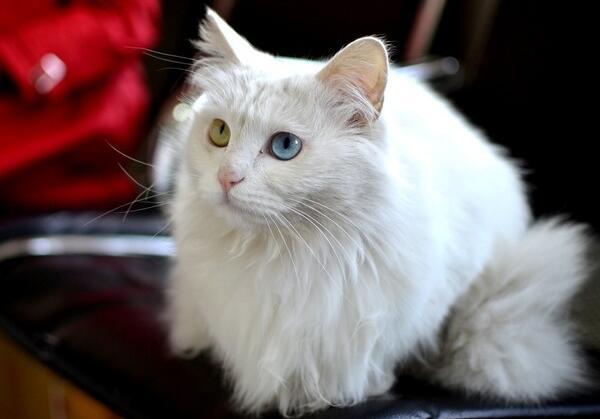 如何选购白色波斯猫？白色波斯猫的寿命是多少？