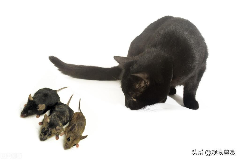 猫抓老鼠是天性，小花猫靠什么抓老鼠？靠嗅觉来识别老鼠气味