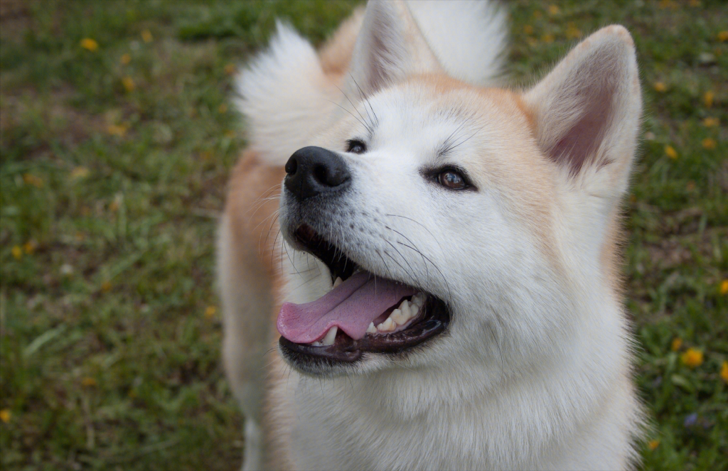 关于秋田犬的冷知识，看看你知道几个？秋田和柴犬不是一样的狗狗