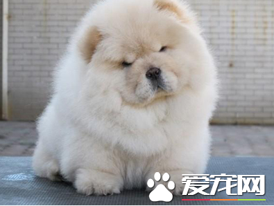 松狮犬瘟热怎么治疗？松狮犬瘟热的症状