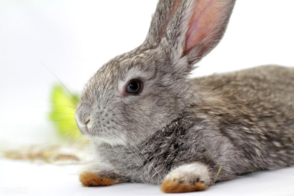 兔子的日常是吃什么食物能更好地生长发育？