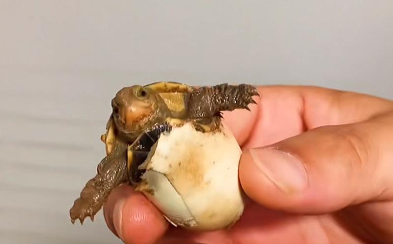 黄缘龟多久性成熟生蛋？下蛋怎么孵化？