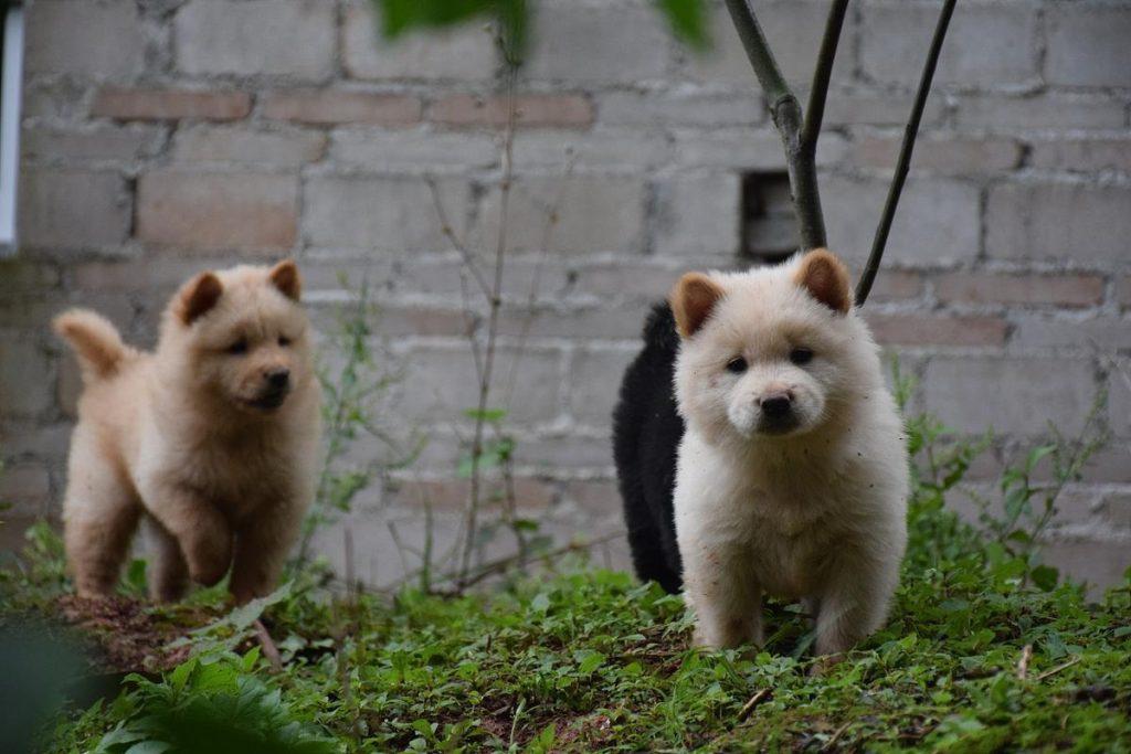 柴犬和中华田园犬哪个更值得买？柴犬还是中华田园犬有什么区别？