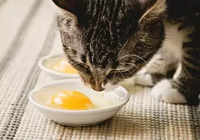 猫咪摄入维生素过多会中毒，铲屎官千万别乱喂了！