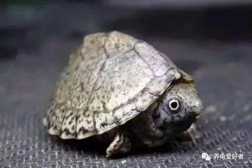 麝香龟属的蛋龟，你还傻傻分不清吗？