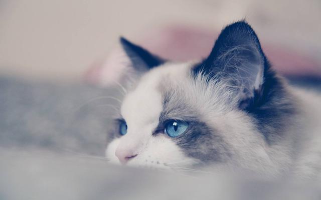 盘点价格最贵的八种宠物猫：最贵的居然是热带草原猫？