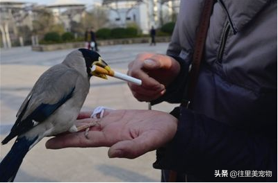 让宠物鸟拥有更多技艺，如何对它们进行训练？宠物鸟技艺训练的常用道具