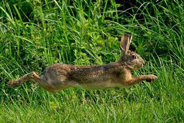 家兔和野兔有何区别？家兔和野兔的区别分析